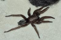 Scotophaeus