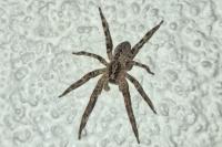 Zoropsis spinimana