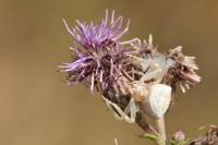 Thomisus onustus