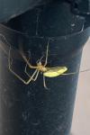 Tetragnatha