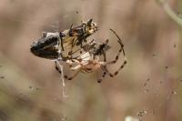 Argiope bruennichi