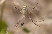 Argiope bruennichi