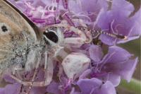 Thomisus onustus