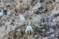 Misumena vatia