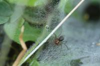 Agelena labyrinthica