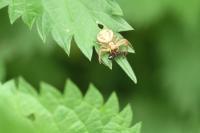 Xysticus cristatus