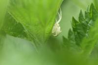 Misumena vatia