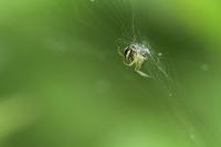 Mangora acalypha