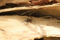 Pardosa saltans