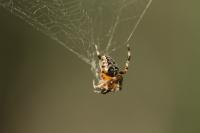 Araneus diadematus