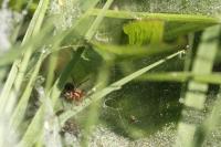 Agelena labyrinthica