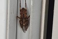 Zoropsis spinimana