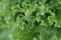 Micrommata virescens