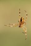 Araneus diadematus
