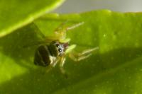 Heliophanus cupreus