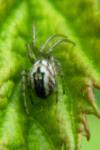Mangora acalypha