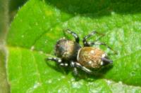 Heliophanus aeneus