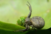 Xysticus