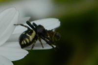 Synema globosum