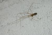 Pholcus phalangioides