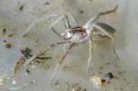 Pisaura mirabilis