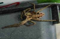 Pisaura mirabilis