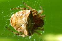 Gibbaranea bituberculata