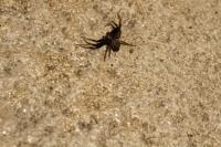Xysticus erraticus