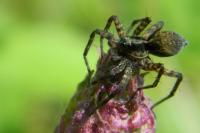 Pardosa prativaga