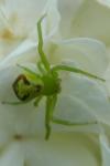 Ebrechtella tricuspidata