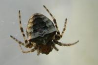 Gibbaranea bituberculata