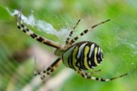 Argiope bruennichi