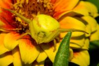 Misumena vatia