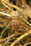 Scytodes thoracica