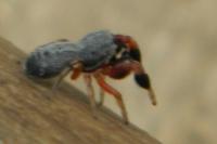 Ballus rufipes