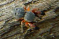 Ballus rufipes