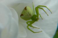 Ebrechtella tricuspidata