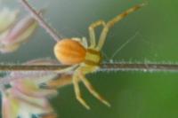 Runcinia grammica