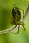 Mangora acalypha