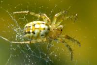 Mangora acalypha