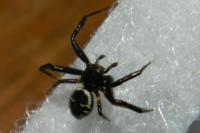 Synema globosum