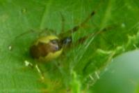 Anelosimus