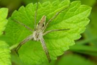 Pisaura mirabilis