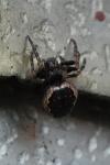 Nuctenea umbratica