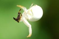 Misumena vatia
