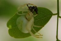 Misumena vatia