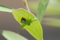 Ebrechtella tricuspidata