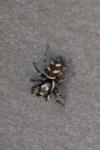 Salticus scenicus