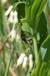 Pisaura mirabilis