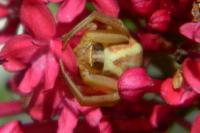 Runcinia grammica